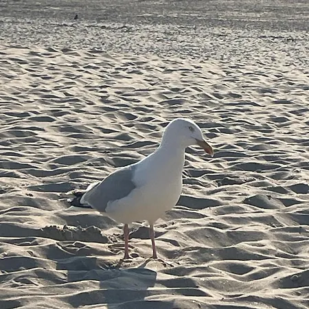 Dzee Frontaal Zeezicht Apartman